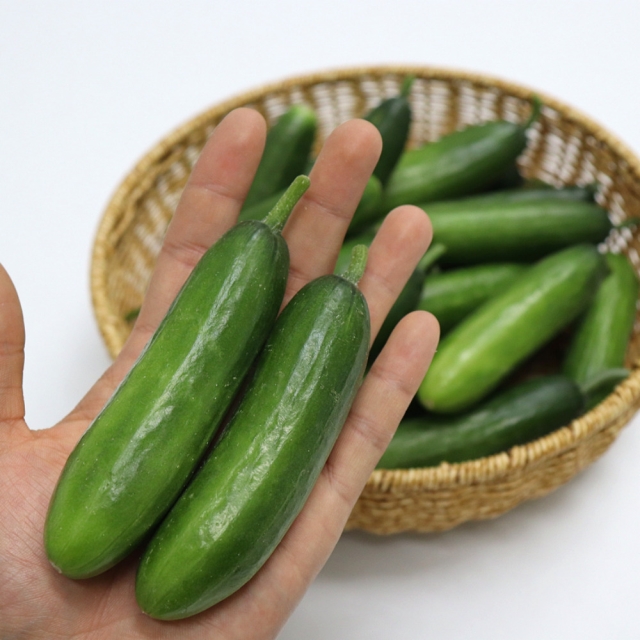 여름 제철 미니오이!