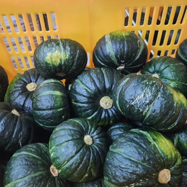 앙증맞은 제주산 미니단호박