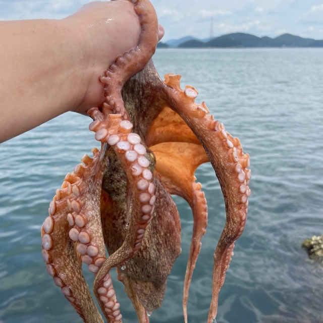 싱싱한 자연산 여수 활 돌문어