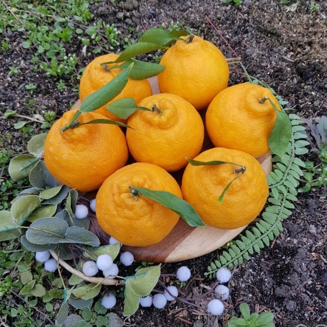 산지직송 고당도 하우스 한라봉 최저가!!