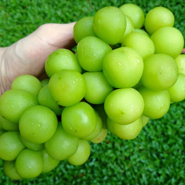 천상의 맛, 달콤한 샤인머스켓