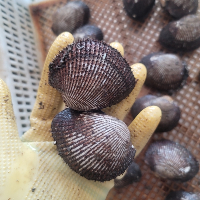 당일바리 싱싱한 피꼬막!