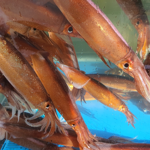 싱싱한 동해안 오징어!!