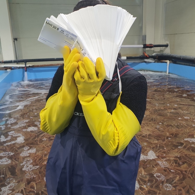 최저가에 한번 더 깍은 영덕대게 !!